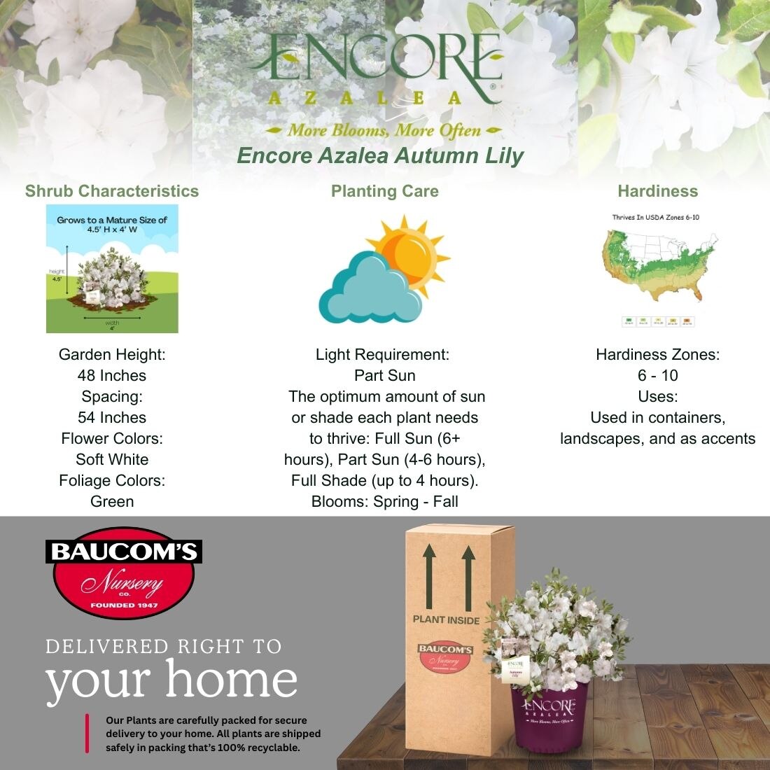 ENCORE AZALEA 5 Gal. Autumn Lily Azalea Shrub with White Flowers